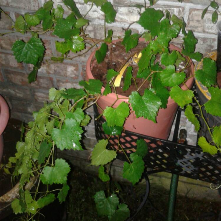 Plant image Vitis rotundifolia