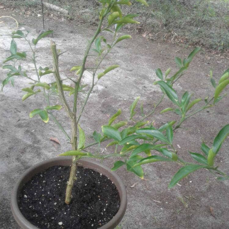 Plant image Citrus x aurantifolia