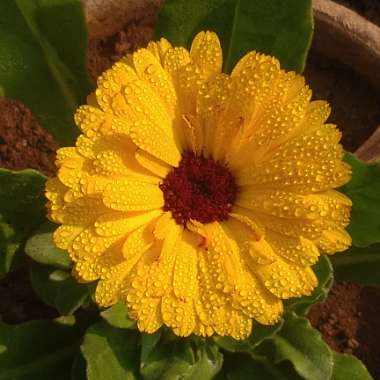 Pot Marigold