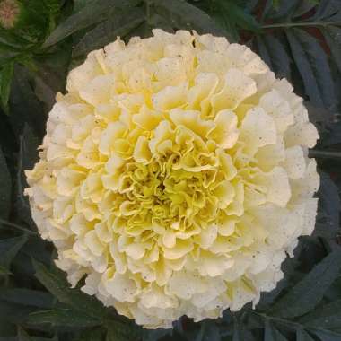 African Marigold