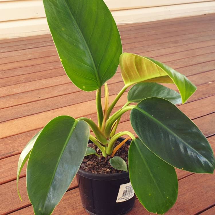 Plant image Philodendron 'Imperial Green' syn. Philodendron erubescens 'Imperial Green'