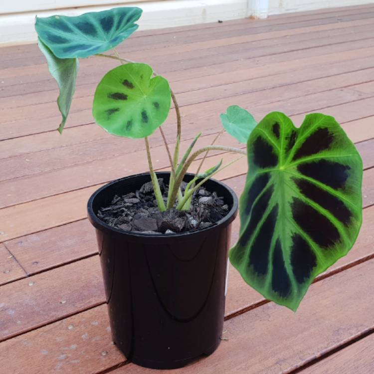 Plant image Colocasia heterochroma 'Dark Shadows'