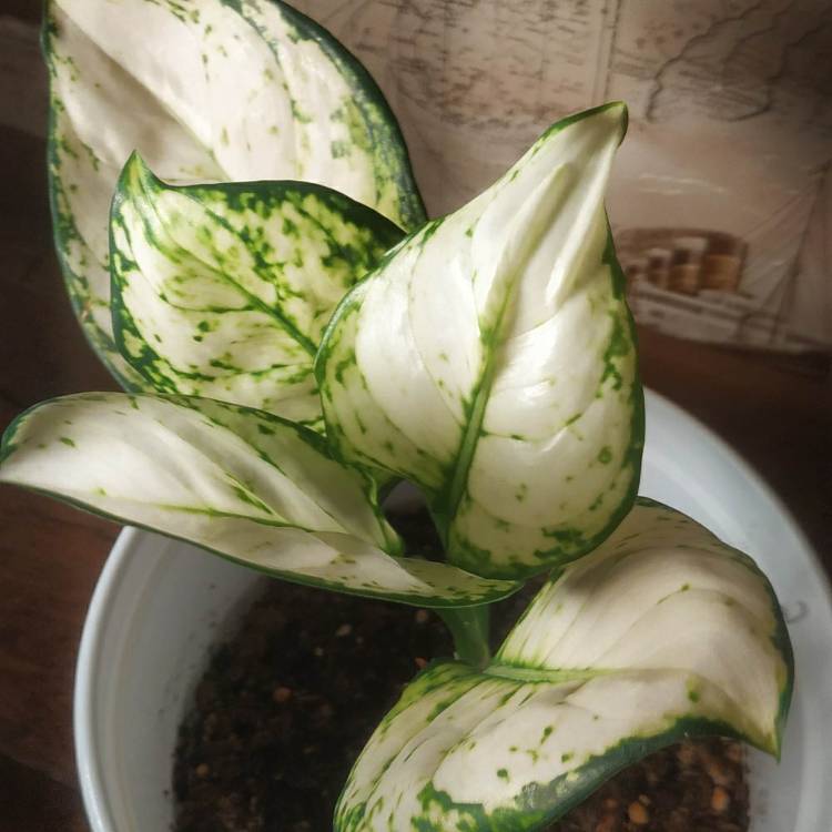 Plant image Aglaonema Super White 