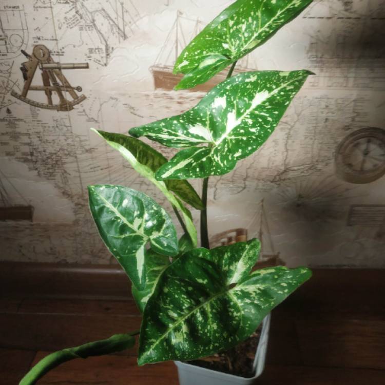 Plant image Syngonium Panda