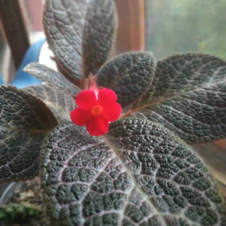 Plant image Episcia Cupreata