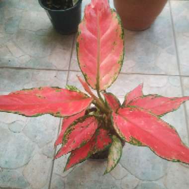 Chinese Evergreen