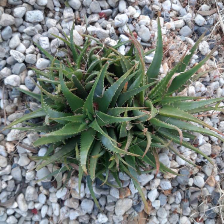 Plant image Aloe 'Sea Urchin'