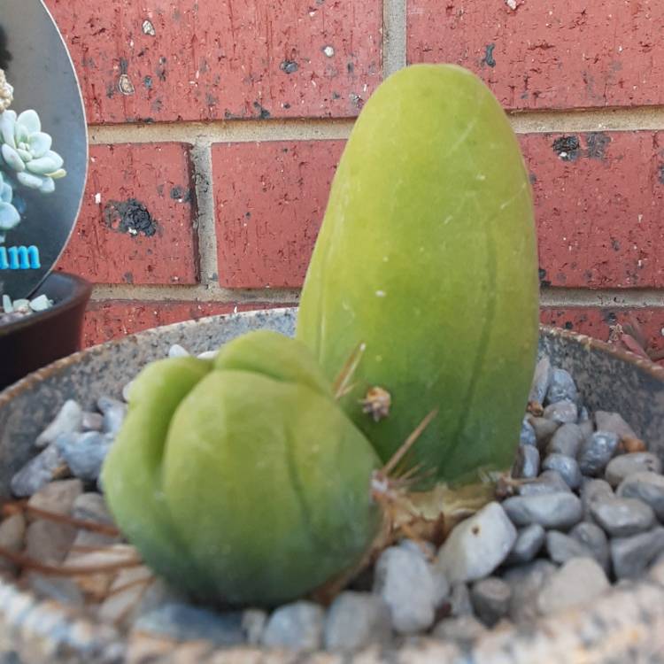 Plant image Echinopsis lageniformus 'Monstrose'