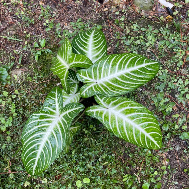 Plant image Caladium Lindenii syn. Phyllotaenium lindenii  ;  Xanthosoma lindenii