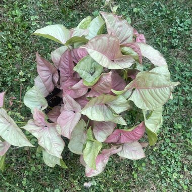 Arrowhead Vine 'Berry Allusion'