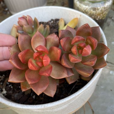 Graptosedum 'California Sunset'