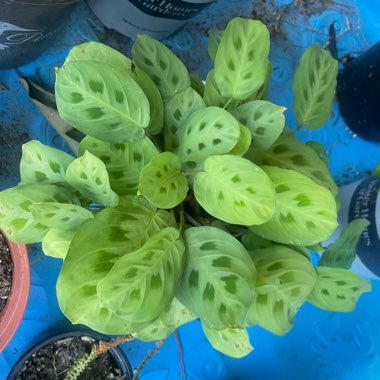 Prayer Plant