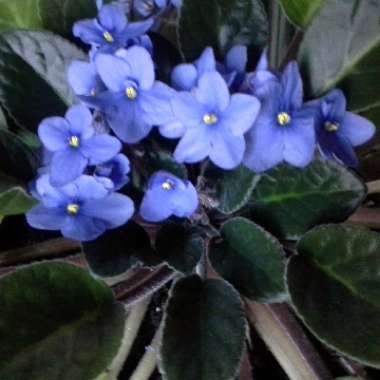 Streptocarpus sect. Saintpaulia  syn. Saintpaulia