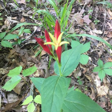 Spigelia marilandica