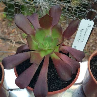 Aeonium Arboreum 'Velour'