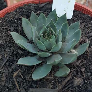 Sempervivum 'Blue Boy'