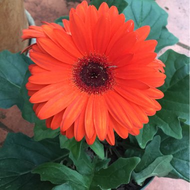 Gerbera Garvinea 'Sweet Glow'