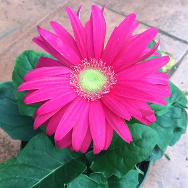 Gerbera 'Garvinea'