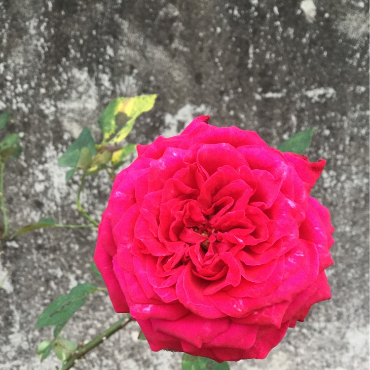 Plant image Rosa 'Flower Carpet Red'