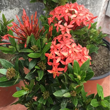 Ixora 'Coral Fire'