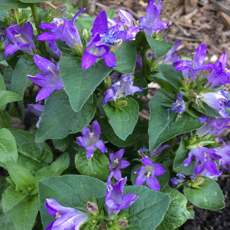 Campanula glomerata 'Freya', Clustered Bellflower - uploaded by @ruthieo