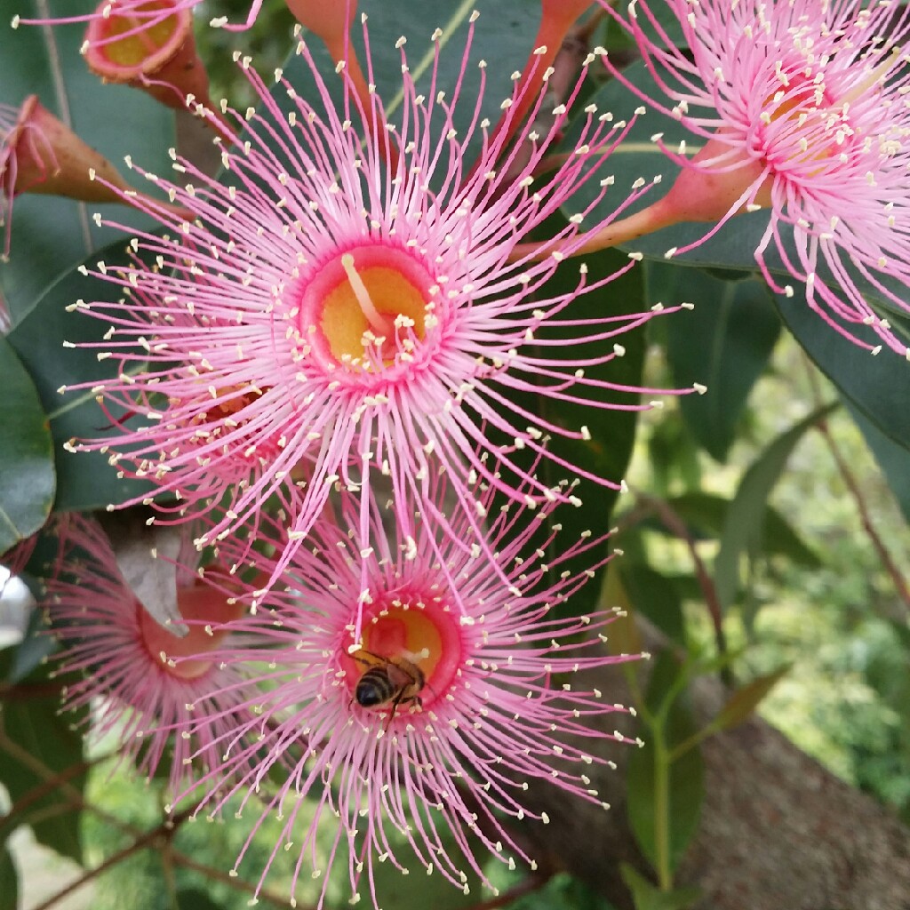 Corymbia ficifolia syn. Eucalyptus ficifolia