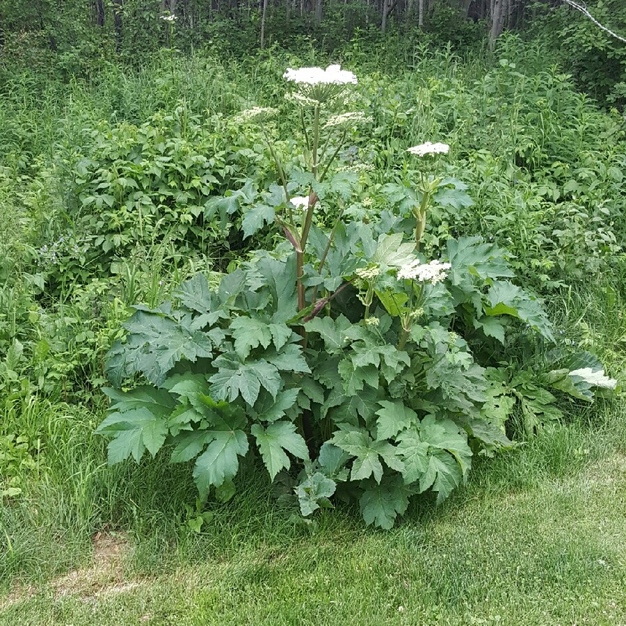 Hogweed