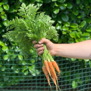 Daucus carota subsp. sativus 'Royal Chantenay'