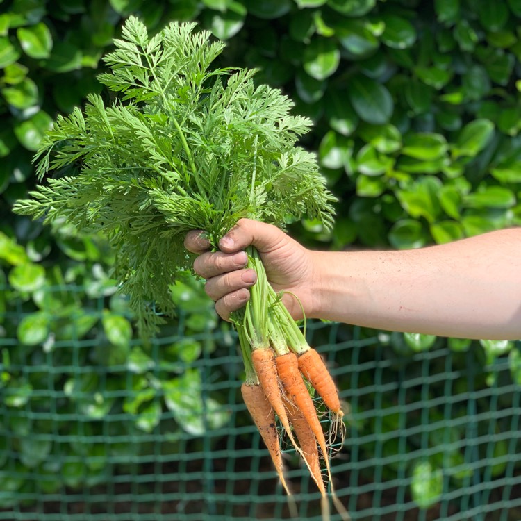 Plant image Daucus carota subsp. sativus 'Royal Chantenay'