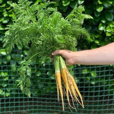 Daucus carota subsp. sativus 'Solar Yellow'