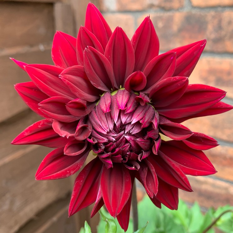 Plant image Dahlia 'Karma Choc'