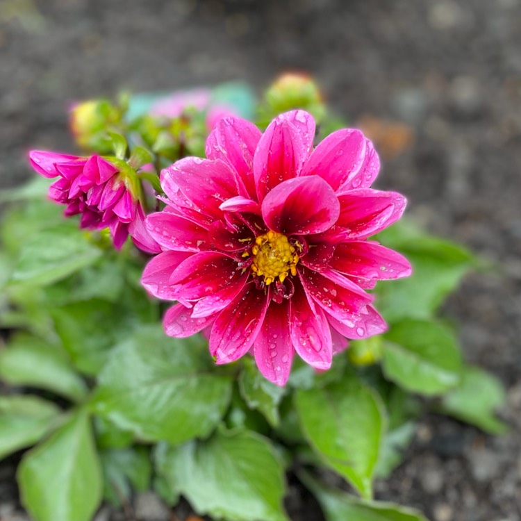 Plant image Dahlia 'Amazon Pink'