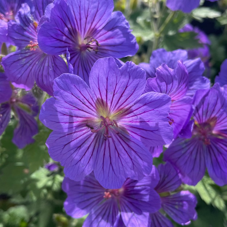 Plant image Geranium x magnificum syn. Geranium magnificum