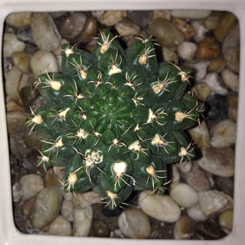 Gymnocalycium baldianum