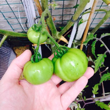 Solanum lycopersicum 'Shirley'