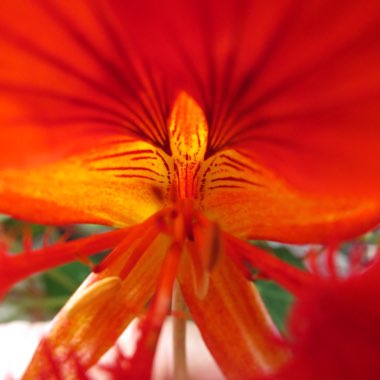 Tropaeolum majus 'Tom Thumb'