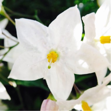 Solanum laxum 'Album' syn. S. jasminoides 'Album'