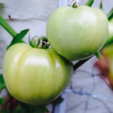 Solanum lycopersicum 'Shirley'