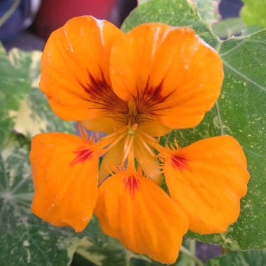 Tropaeolum majus