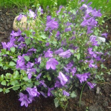 Campanula