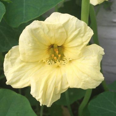 Tropaeolum majus 'Milkmaid'