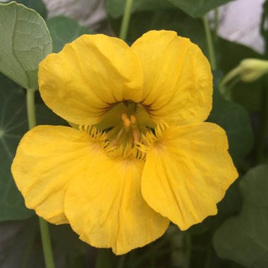 Tropaeolum majus 'African Queen'