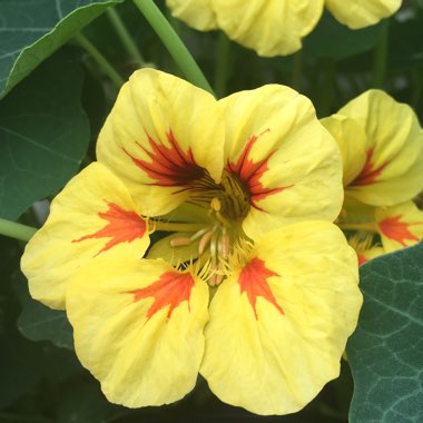 Tropaeolum majus 'Ladybird Cream Purple Spot'