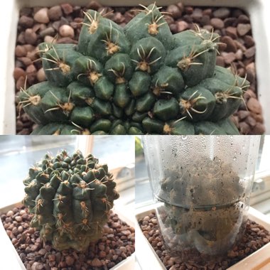 Gymnocalycium baldianum