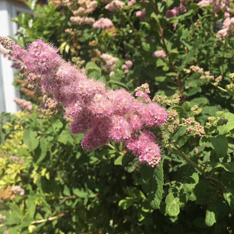 Plant image Spiraea douglasii