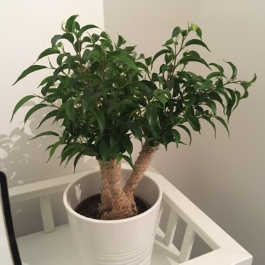 Ficus benjamina 'Natasja' syn. Ficus benjamina 'Natasha'