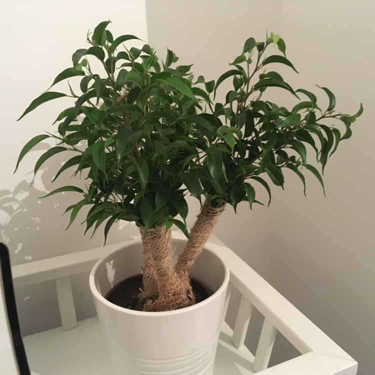 Plant image Ficus benjamina 'Natasja' syn. Ficus benjamina 'Natasha'