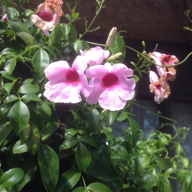 Plant image Pandorea jasminoides 'Party Pink'