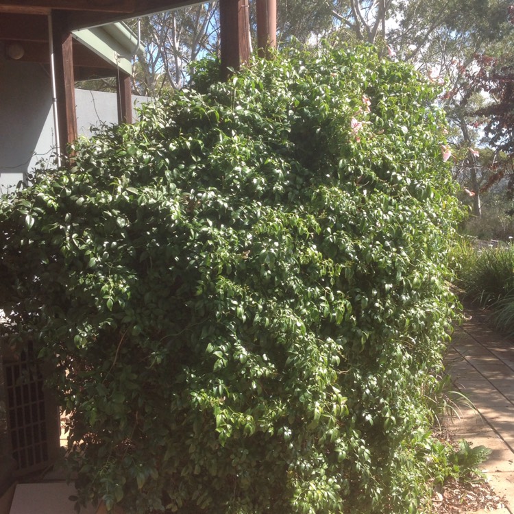 Plant image Pandorea jasminoides 'Party Pink'