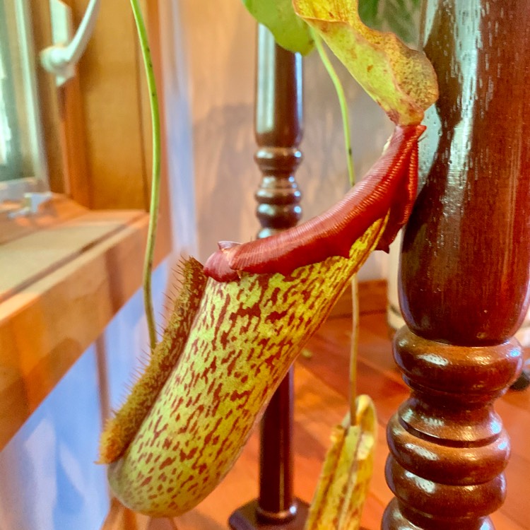 Plant image Nepenthes 'Miranda'